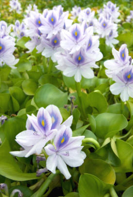 A group of water hyacinths - with flowers